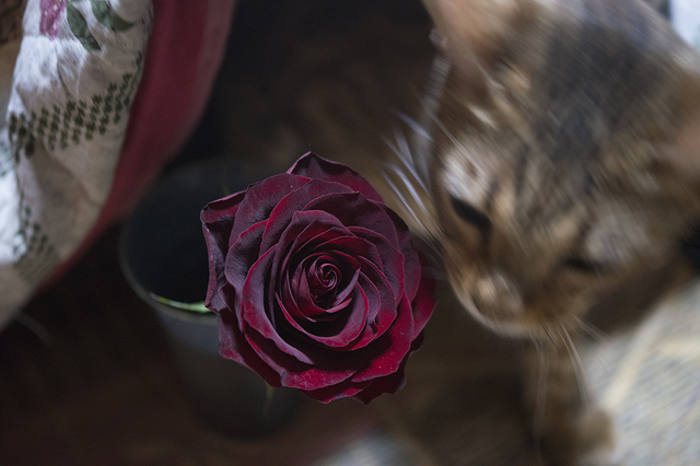 DSC_2519.jpg