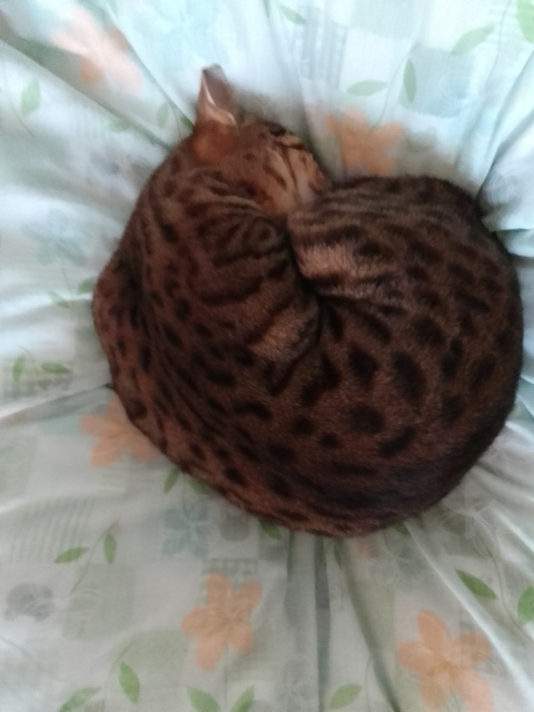 写真を送ります (12).jpg