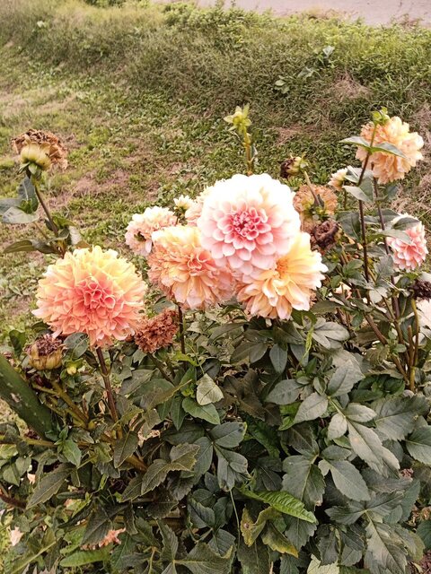 IMG_20241017_165016.jpg